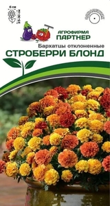 Бархатцы Строберри Блонд отклоненные 10 шт, Уникальные бархатцы – хамелеоны с колористическими метаморфозами! Каждый цветок на растении не похож на своего соседа, что создает впечатление переливающейся бархатистой ткани, Партнёр
