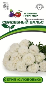 Астра китайская Свадебный Вальс 5 шт, Партнёр