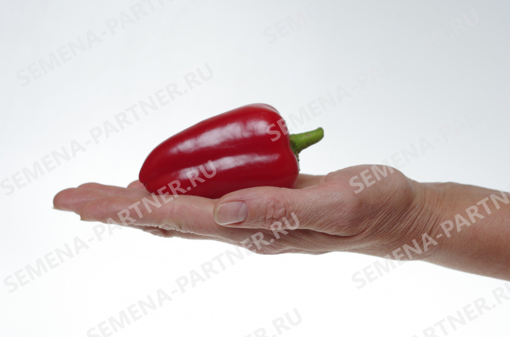 Перец сладкий Фьюджи F1 10шт,Ранний, очень сладкий и ароматный сорт перца миниатюрного размера, Партнёр